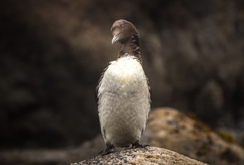 common murre on rock