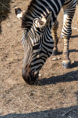 Fototapeta na wymiar closeup zebra with soft-focus and over light in the background