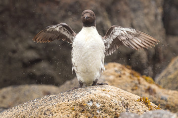 common murre on rock