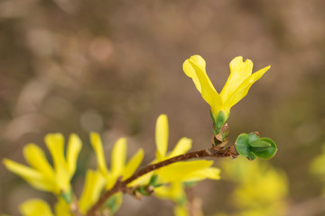 yellow flower,