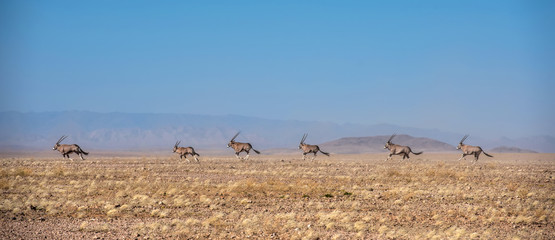 Fototapeta na wymiar herd of oryx in the Namib desert