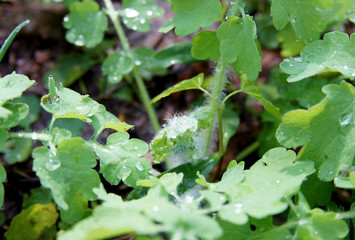 Autumn dew on a leaf