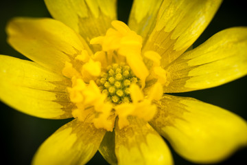 macro of a blossom