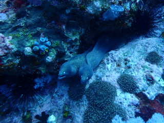 ウツボのカップル