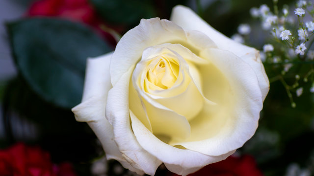 red white rose flovers rote rosen weise rosen
