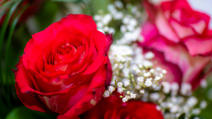 red white rose flovers rote rosen weise rosen