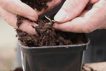 Close up of hands of a man planting a young vegetable in spring season 
