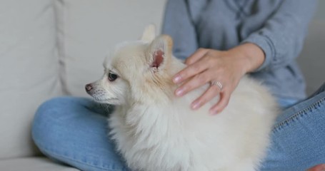 Woman massage pomeranian dog at home