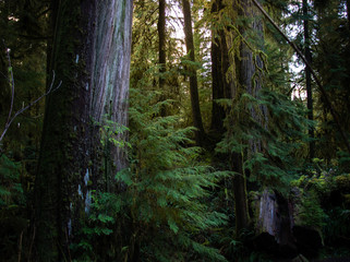 quinault rainforest