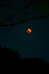 Bloodmoon