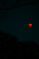 Bloodmoon