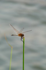 Dragonfly 