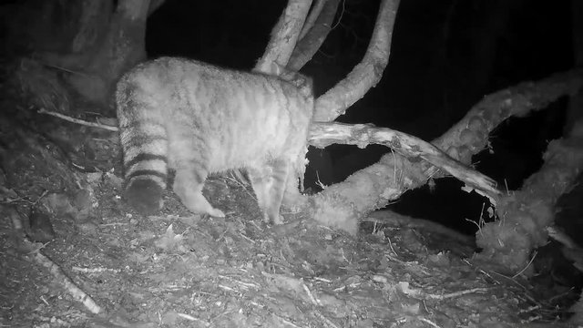 Europ&auml;ische Wildkatze nachts im Wald, Freilandaufnahme