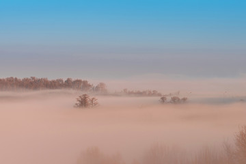 winter landscape of trees in the fog. landscape forest on the shore of the sea