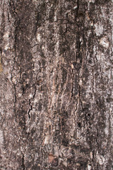 Tree trunk texture