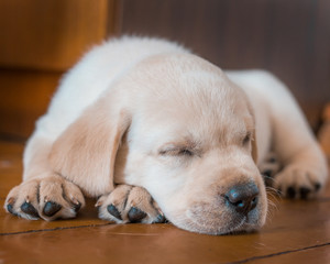 labrador puppy 