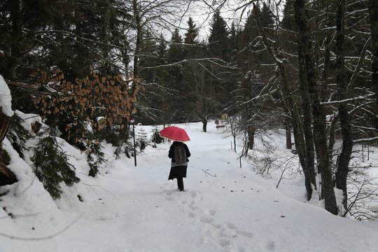Woman in red coat and with umbrella between trees in  forest at winter season