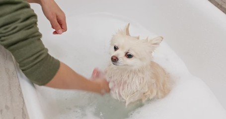 Pomeranian dog take bath