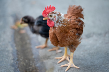 Chicken in courtyard