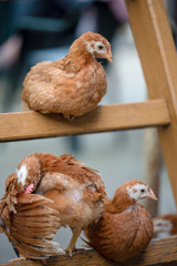 Resting chicken in courtyard