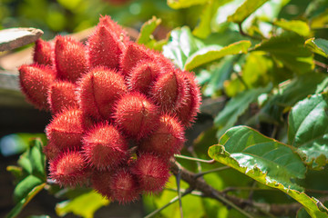 Urucum colorau opened