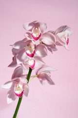 beautiful tropical pink orchid on a light  background, blank