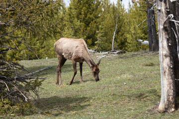 Obraz na płótnie Canvas Elk cow