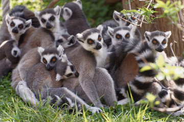 Group of ring tailed lemur on green grass
