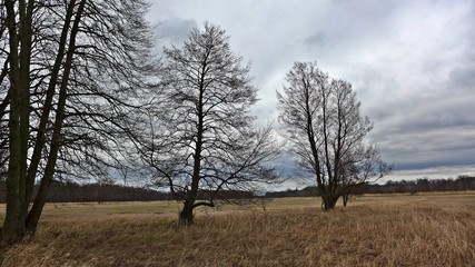 Baumgruppe in Graslandschaft