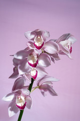 beautiful tropical pink orchid on a light  background, blank