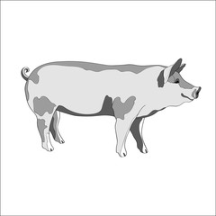 Vector illustration. Pig, side view. Black and white.