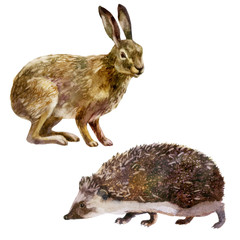 Watercolor illustration, set. Forest animal. The hare and the hedgehog. © Margosoleil