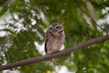 The owl