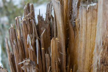 Slivers on the edge of a broken tree