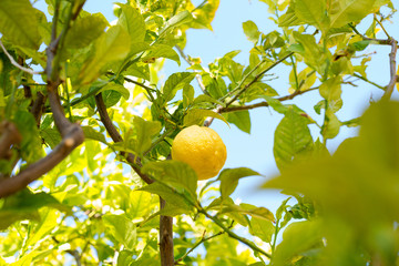 Close-up of lemon on tree