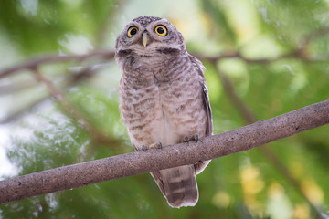 The owl