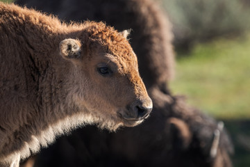 Fototapeta premium bison calf