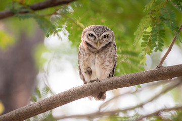 The owl