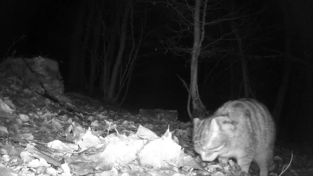 Europ&auml;ische Wildkatze nachts im Wald, Freilandaufnahme