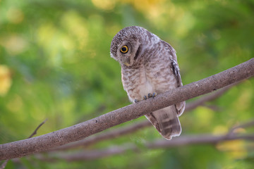 The owl