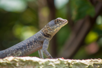 Reptile called calango