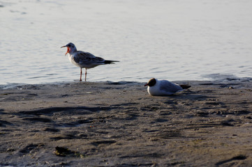 mouettes au bord de la mer baltique