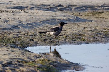 oiseau bord de mer baltique, Estonie