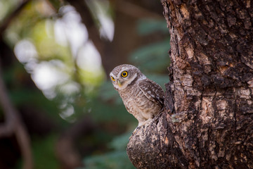 The owl