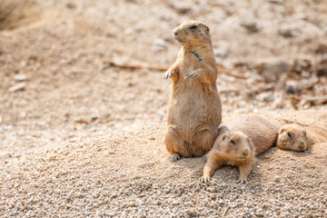プレーリードッグのポートレート