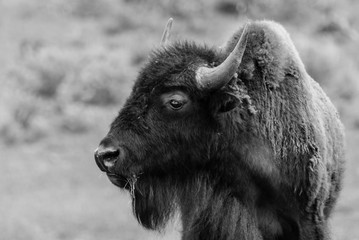 bison in yellowstone