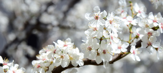 Blütezeit in Südtirol