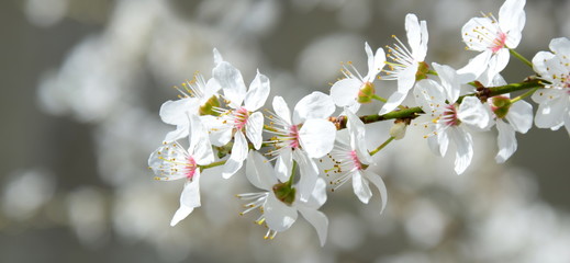 Banner - weiße Baumblüten freigestellt vor unscharfen Hintergrund