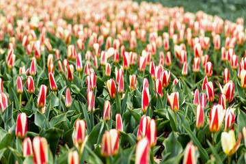 Tulip field of red - white tulips