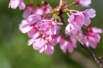 Obraz premium 桜の花 春イメージ